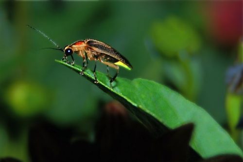 bug 1